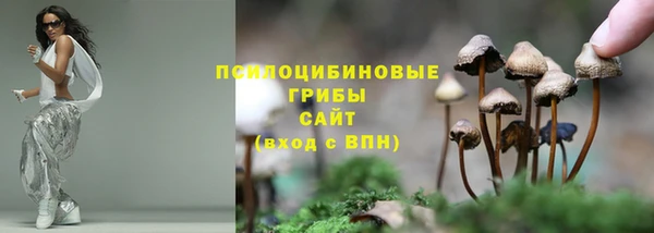 стаф Алзамай
